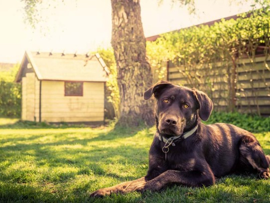  Discover the Best Pet Friendly Hotels in Sanibel for Your Next Vacation